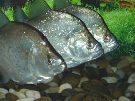 Piranha SERRASALMUS GERYI Pesce Piranha SERRASALMUS GERYI