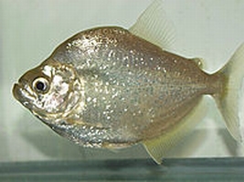 Piranha SERRASALMUS BRANDTII Pesce Piranha SERRASALMUS BRANDTII