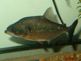 Pesce Piranha SERRASALMUS ELONGATUS