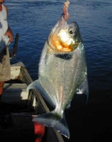 Piranha SERRASALMUS MANUELI Pesce Piranha SERRASALMUS MANUELI