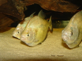 Piranha SERRASALMUS SPILOPLEURA Pesce Piranha SERRASALMUS SPILOPLEURA