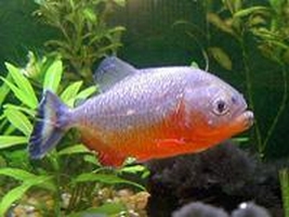 Piranha PYGOCENTRUS NATTERERI Pesce Piranha PYGOCENTRUS NATTERERI