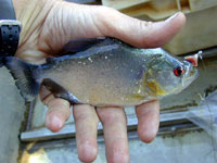 Pesce Piranha SERRASALMUS RHOMBEUS