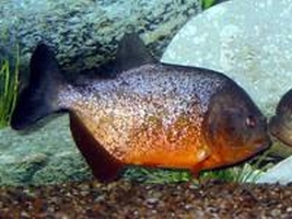 Piranha PYGOCENTRUS PIRAYA Pesce Piranha PYGOCENTRUS PIRAYA