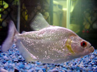 Pesce Piranha SERRASALMUS RHOMBEUS