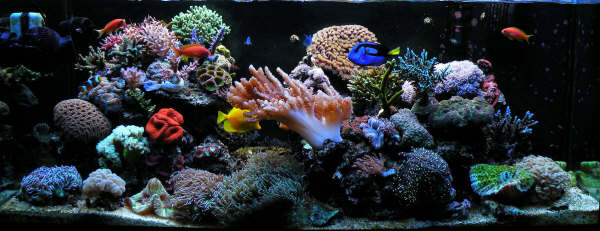 L'acquario di Fabrizio Mazzoli