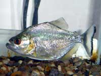 Pesce Piranha SERRASALMUS RHOMBEUS