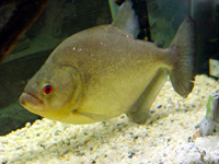 Pesce Piranha SERRASALMUS RHOMBEUS