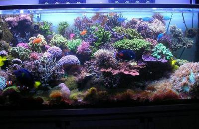 L'acquario di Luca Paolini