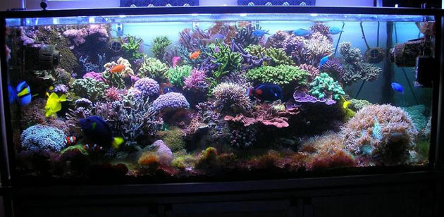 L'acquario di Luca Paolini