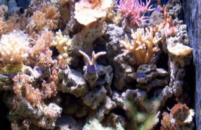 L'acquario di Franco Filipelli