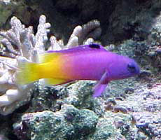 pesce bicolor giallo e viola in acquario marino