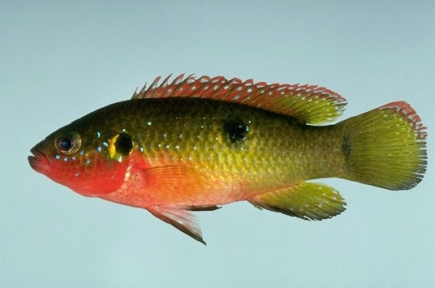 Pesce ciclide dolce Hemichromis sp.