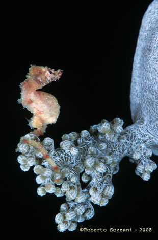 Cavalluccio marino Hyppocampus waleananus