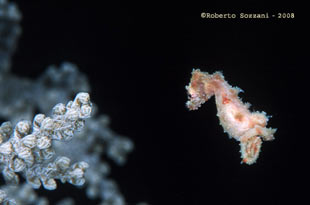 Cavalluccio marino Hyppocampus waleananus