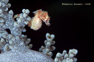 Hyppocampus waleananus Cavalluccio marino Hyppocampus waleananus