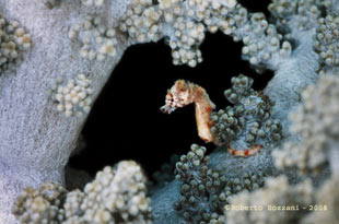 Cavalluccio marino Hyppocampus waleananus