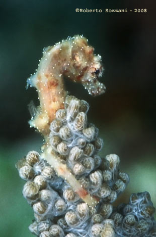 Hyppocampus waleananus Cavalluccio marino Hyppocampus waleananus