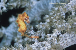 Hyppocampus waleananus Cavalluccio marino Hyppocampus waleananus