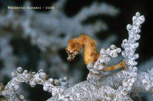 Hyppocampus waleananus Cavalluccio marino Hyppocampus waleananus