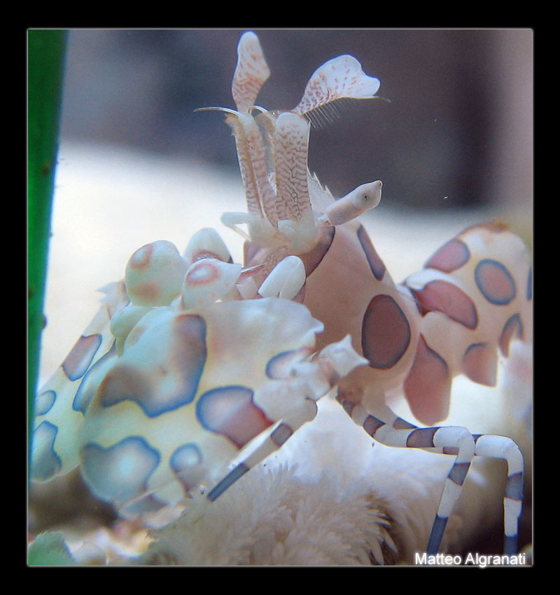 Hymenocera elegans e picta
