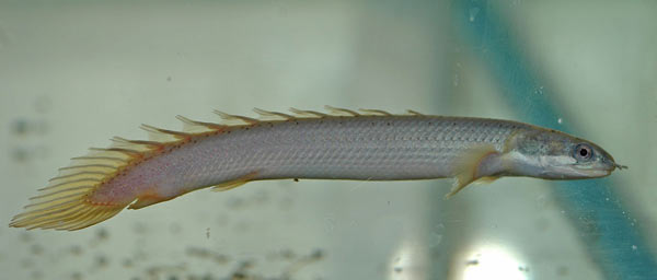 Pesce dolce Polypterus senegalus