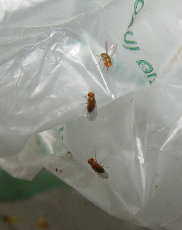 moscerino dell'aceto (Drosophila melanogaster)