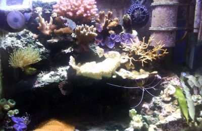 L'acquario di Nicola Galletti