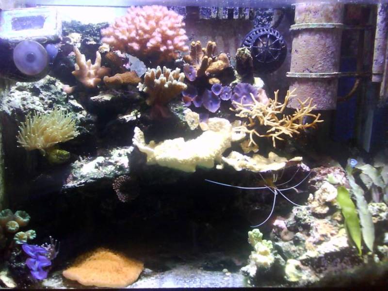 L'acquario di Nicola Galletti L'acquario di Nicola Galletti
