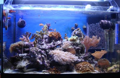 L'acquario di Francesco Marzo