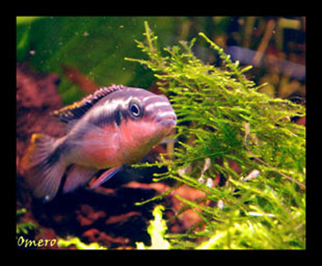 Pesce dolce Pevicachromis pulcher maschio