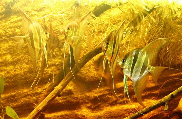 Pesce scalare Pterophyllum altum (gruppo)