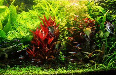 L'acquario di Clelia e Giuseppe Flacco