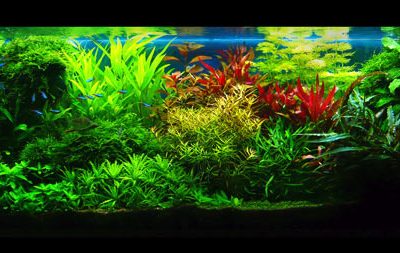 L'acquario di Fabio Rasa