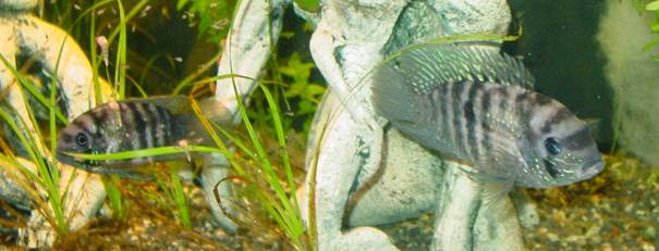 Andinoacara (Aequidens) pulcher