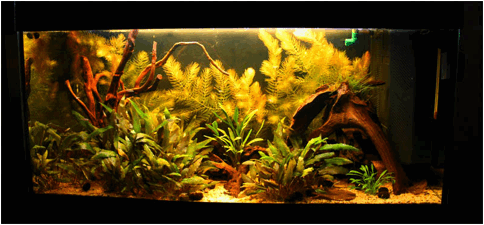 L'acquario di Andrea Bonito