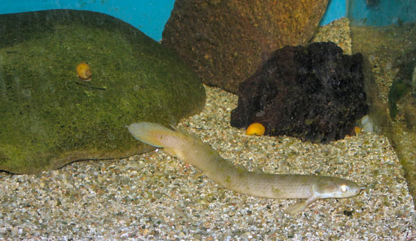 Pesce dolce Polypterus senegalus