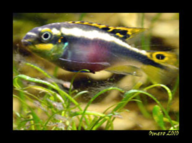 Pesce dolce Pevicachromis pulcher femmina