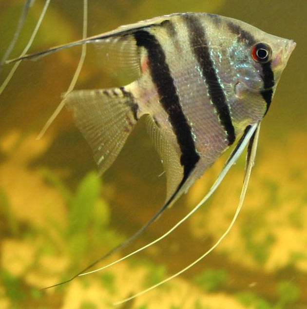 Pesce scalare Pterophyllum altum var. Perù