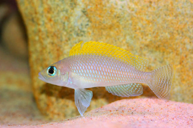 Neolamprologus caudopunctatus maschio alfa Pesce dolce Neolamprologus caudopunctatus maschio alfa