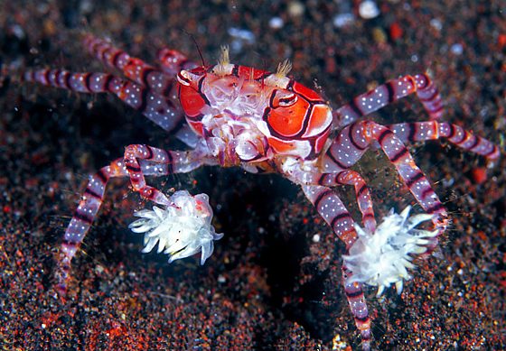 Granchio marino Lybia tessellata