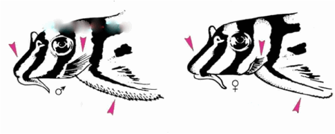 hypancistrus zebra tratti distintivi Tratti hypancistrus zebra