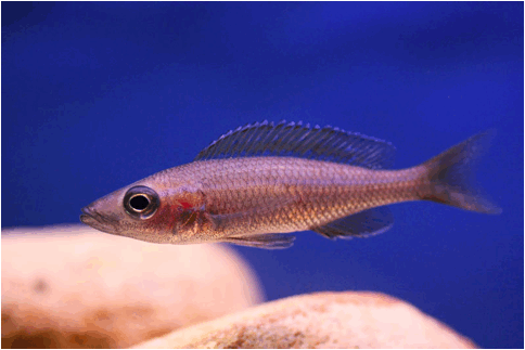 Paracyprichromis nigripinnis