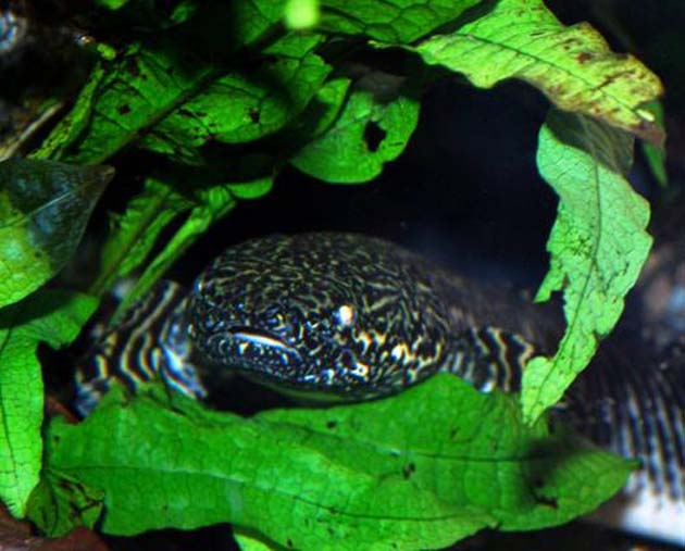 Pesce dolce Polypterus ornatipinnis