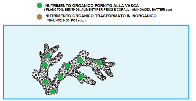 nutrimento organico acquario marino