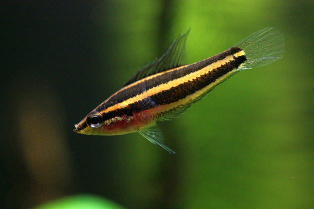 Pesce dolce Parosphromenus cf. bintan (femmina)