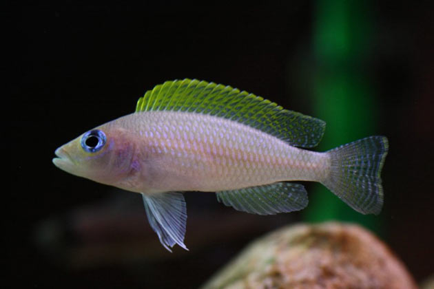 Pesce dolce Neolamprologus caudopunctatus maschio alfa