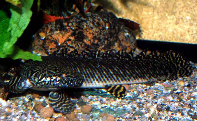 Pesce dolce Polypterus ornatipinnis