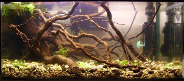 L'acquario di Giuseppe Giunta