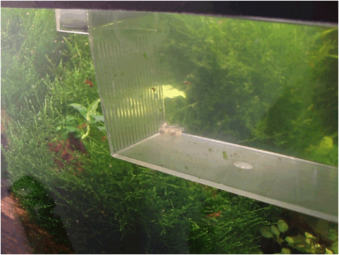 Hypancistrus zebra avannotti pesce dolce hypancistrus zebra avannotti